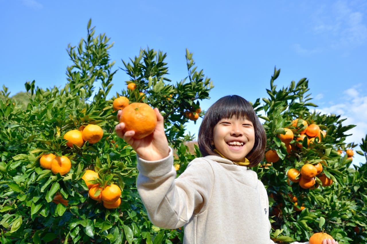 苗栗採橘子推薦｜現摘砂糖橘桶柑，5 間苗栗橘子園評比