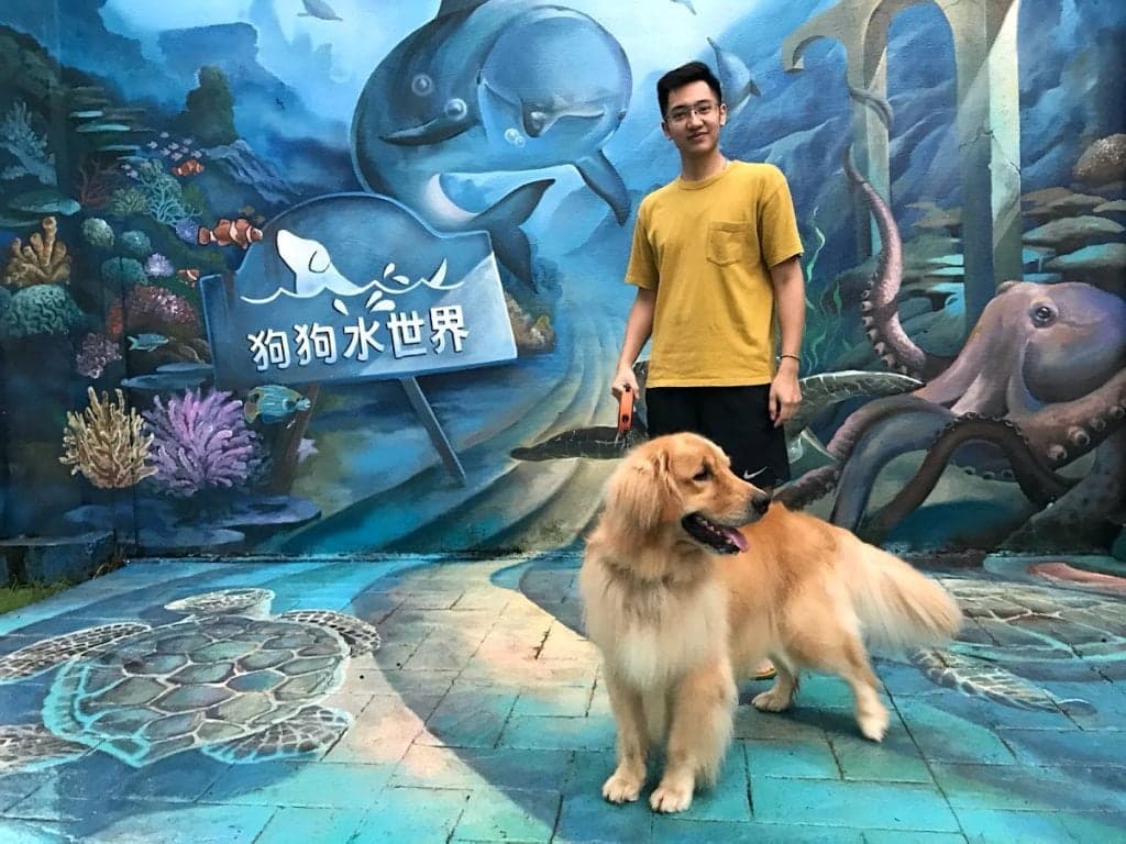 台中寵物樂園推薦 GoGo WaterWorld 狗狗水世界