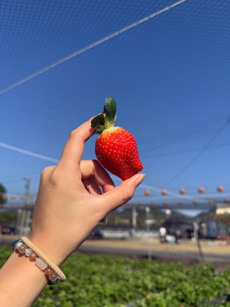 台中採草莓推薦 福德爺草莓園5