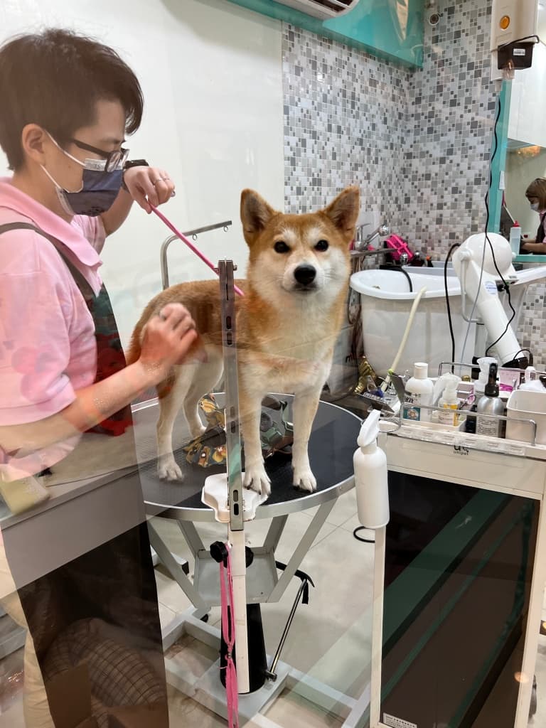 å°å寵ç©çŸå®¹æšèŠ Pet Vida èé寵ç©ç²Ÿåæ²éŸ2