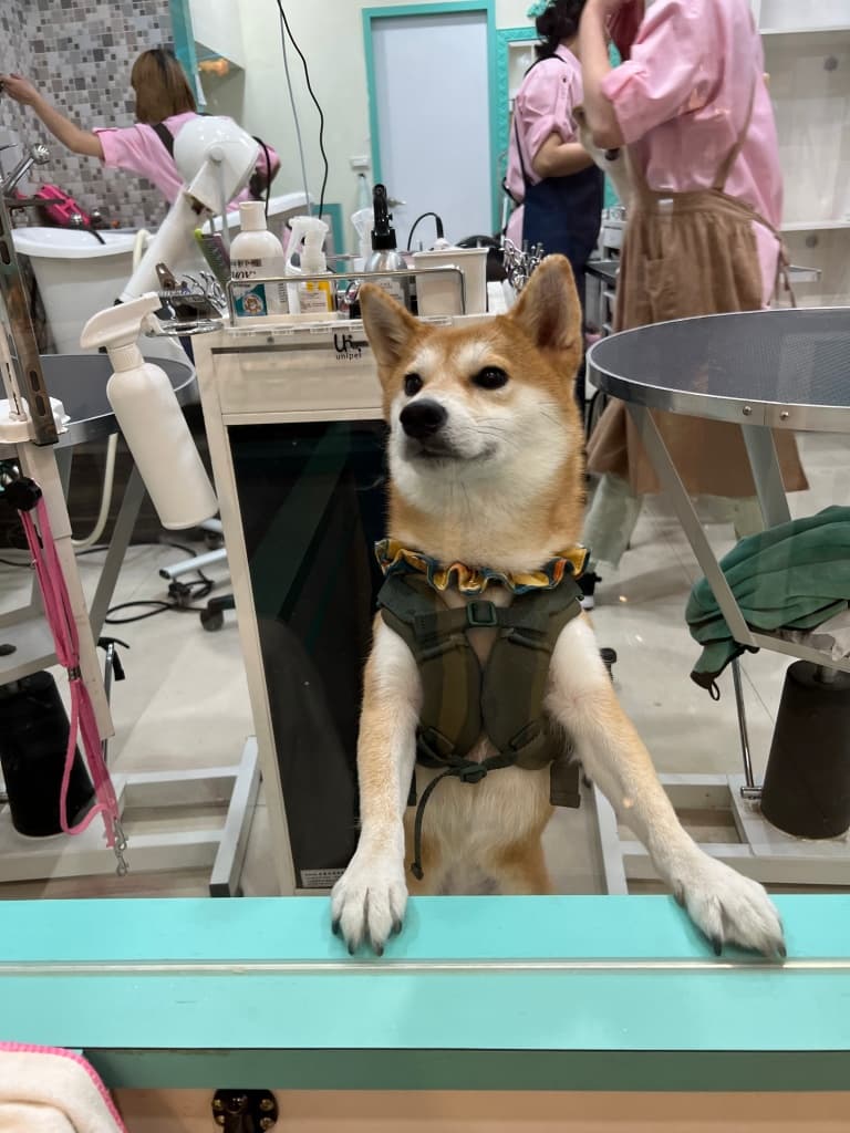 å°å寵ç©çŸå®¹æšèŠ Pet Vida èé寵ç©ç²Ÿåæ²éŸ3