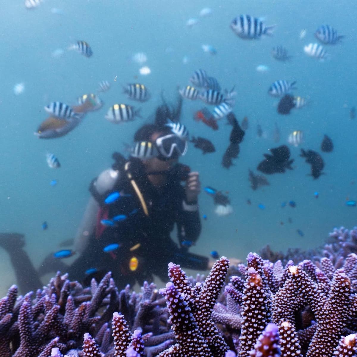 Inari Dive