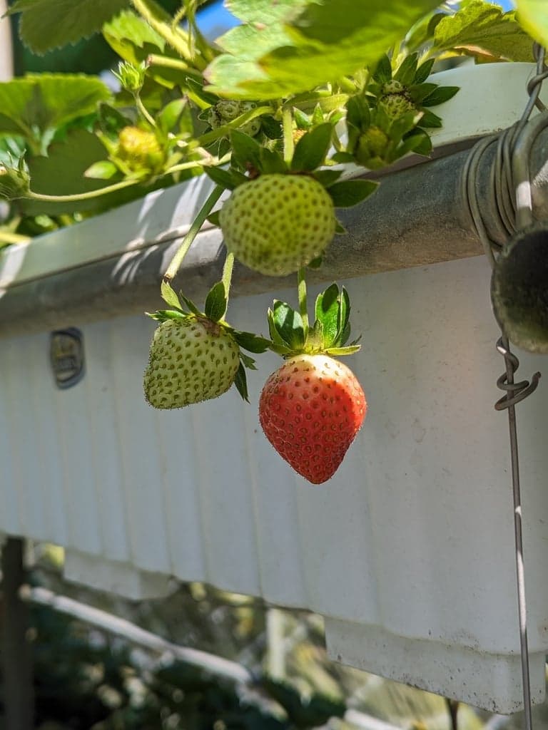東林草莓園