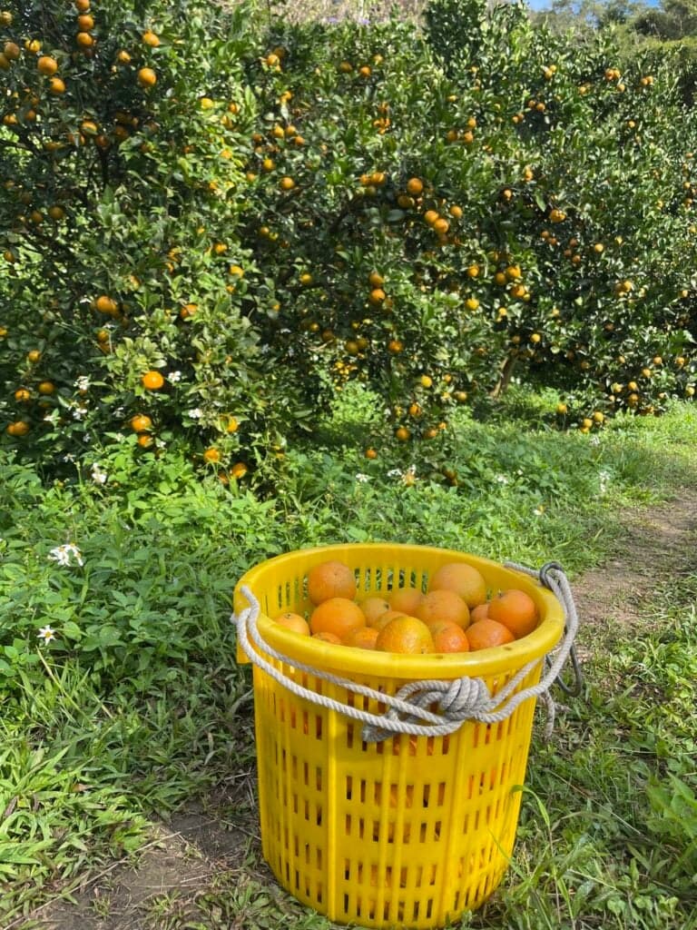 新竹採橘子 芎林吳老闆天王柑觀光果園 04