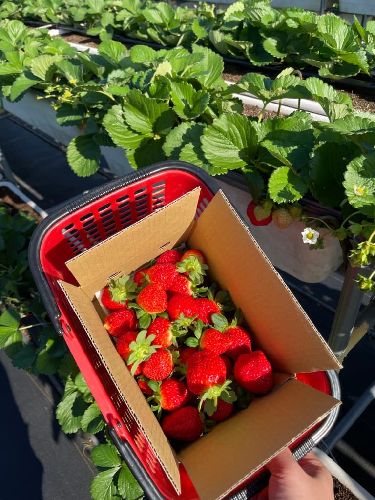 Dazhong Strawberry Farm