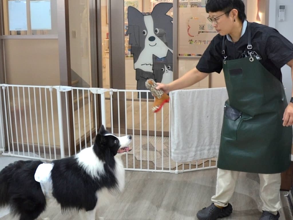 WANTU Pet Grooming Experience Review