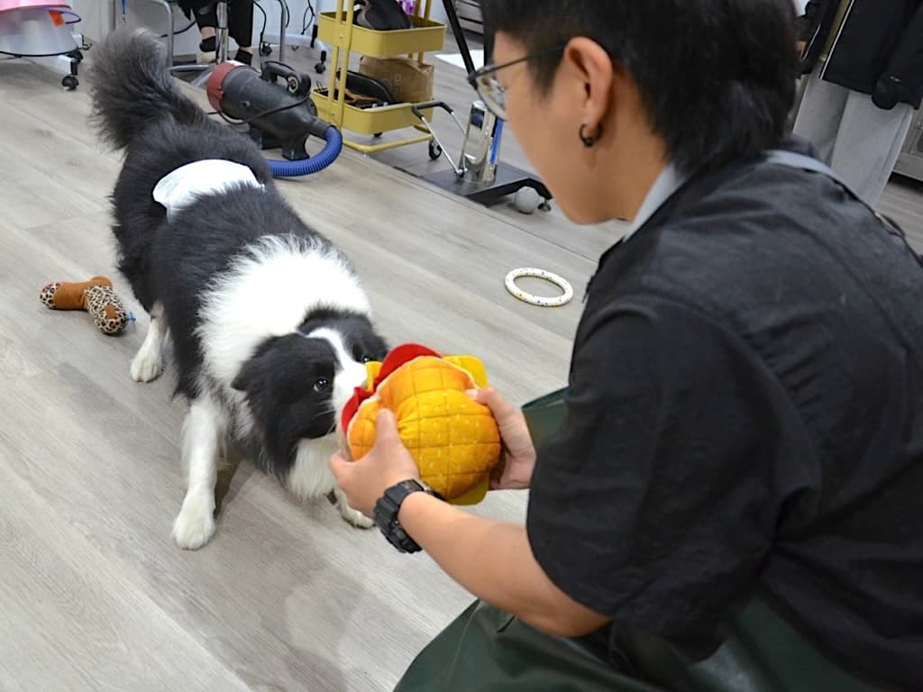 Build trust with your pet before bath time