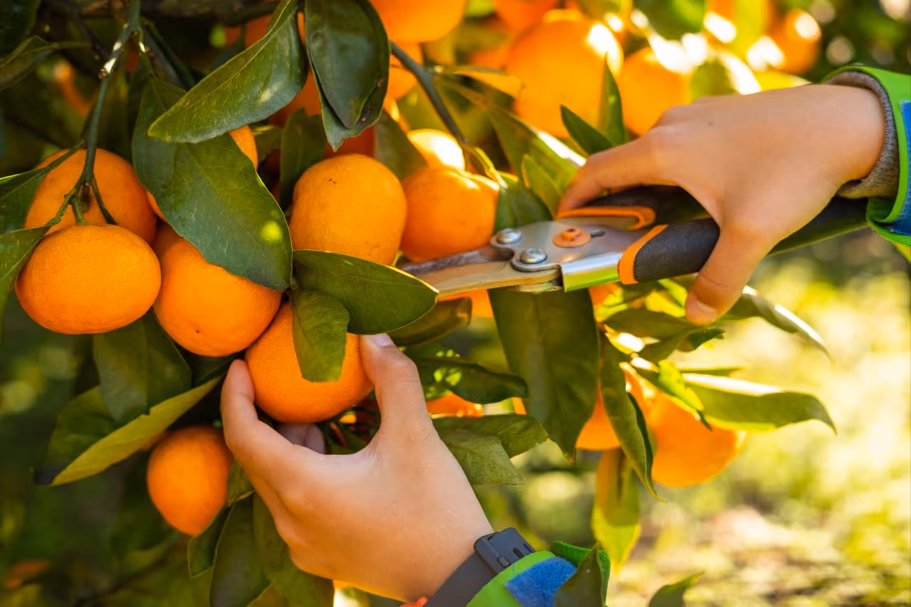 Hsinchu Orange Picking Recommendations|Pick Your Own Tankans and Sugar Oranges: 5 Hsinchu Tourist Orchards Reviewed