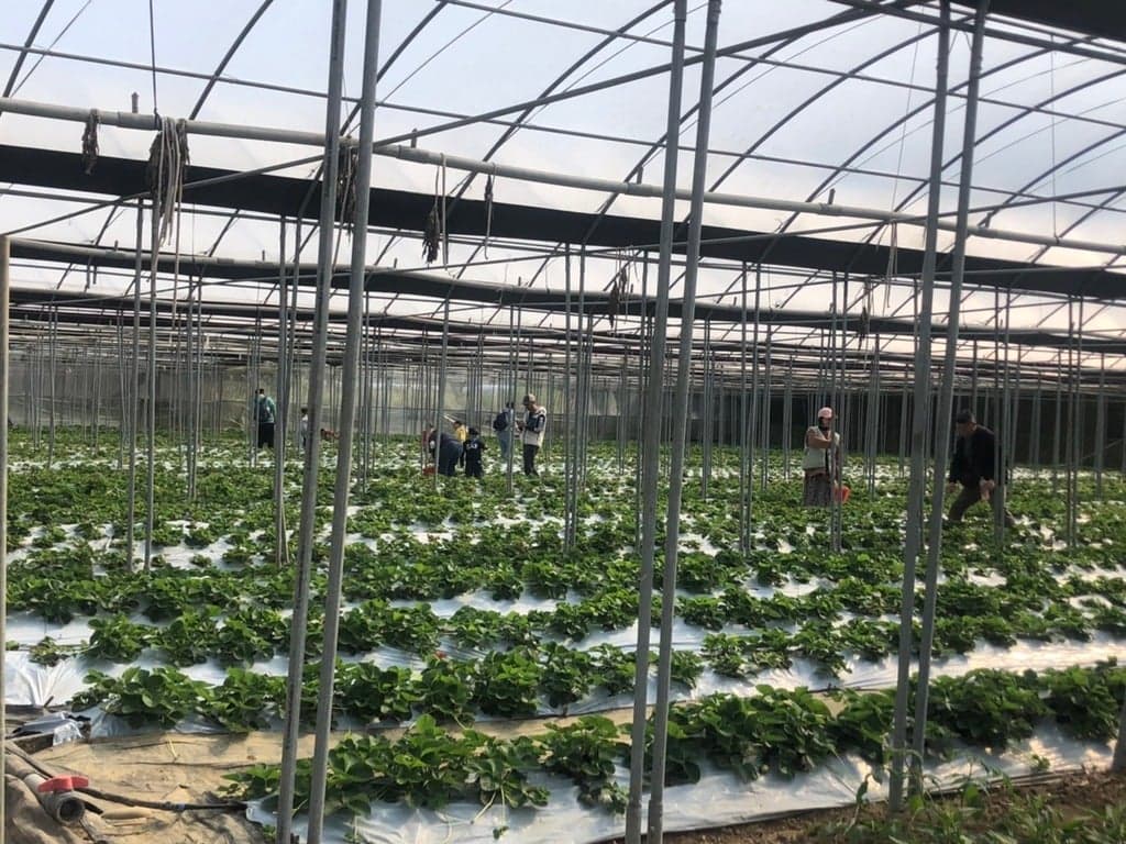 323 溫室精緻農場