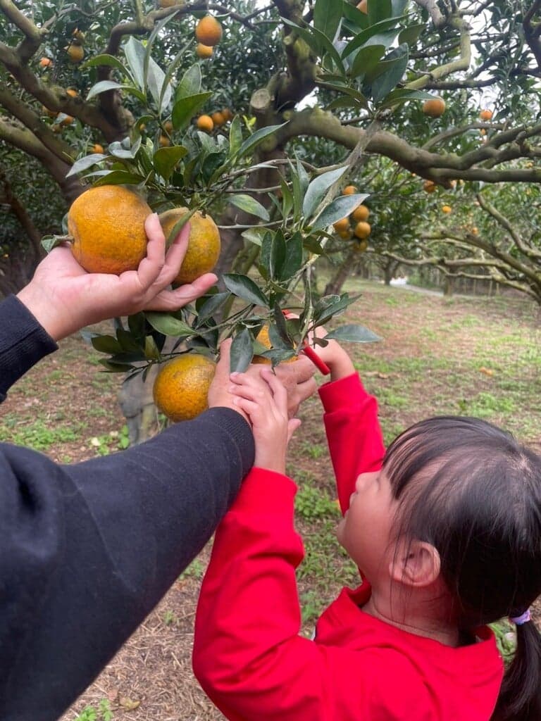 苗栗大湖悠然柑橘果園