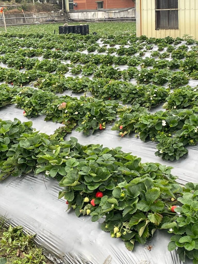 苗栗採草莓 莓開眼笑草莓園 01