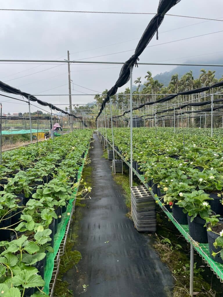 苗栗採草莓 莓開眼笑草莓園 02
