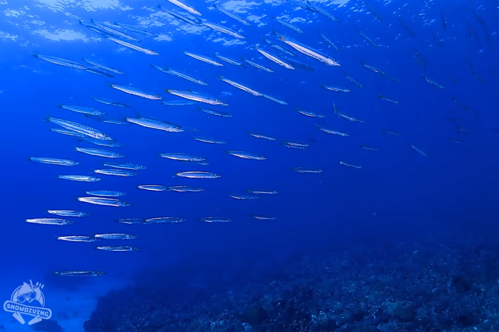 Shanfu Fishing Harbor is a clear, shallow diving spot with easy entry. Its natur