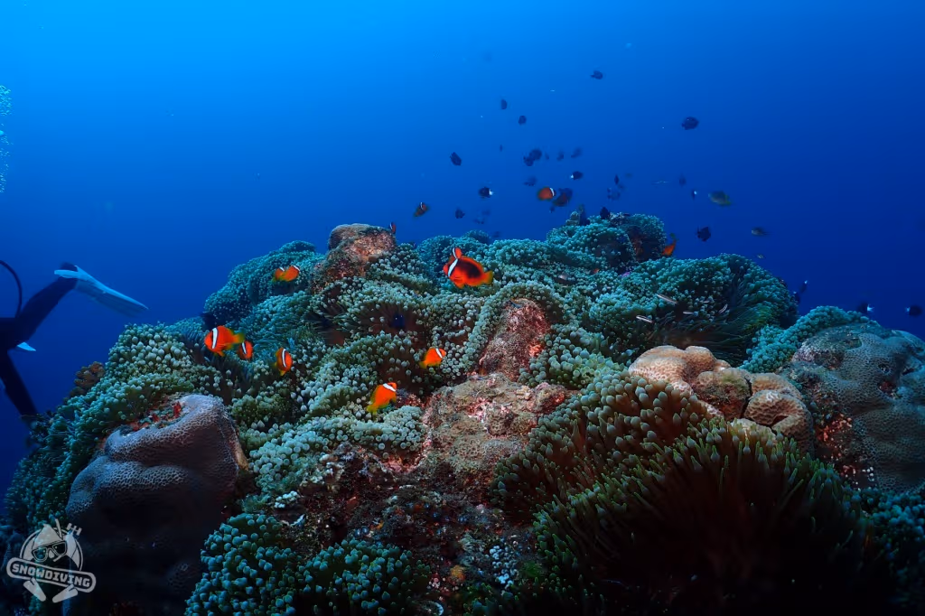Those with trypophobia, beware!
Taiwan's densest concentration of clownfish is a