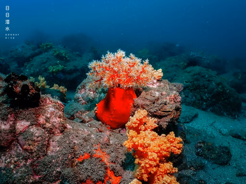 Intermediate Dive Site | Flower Wall