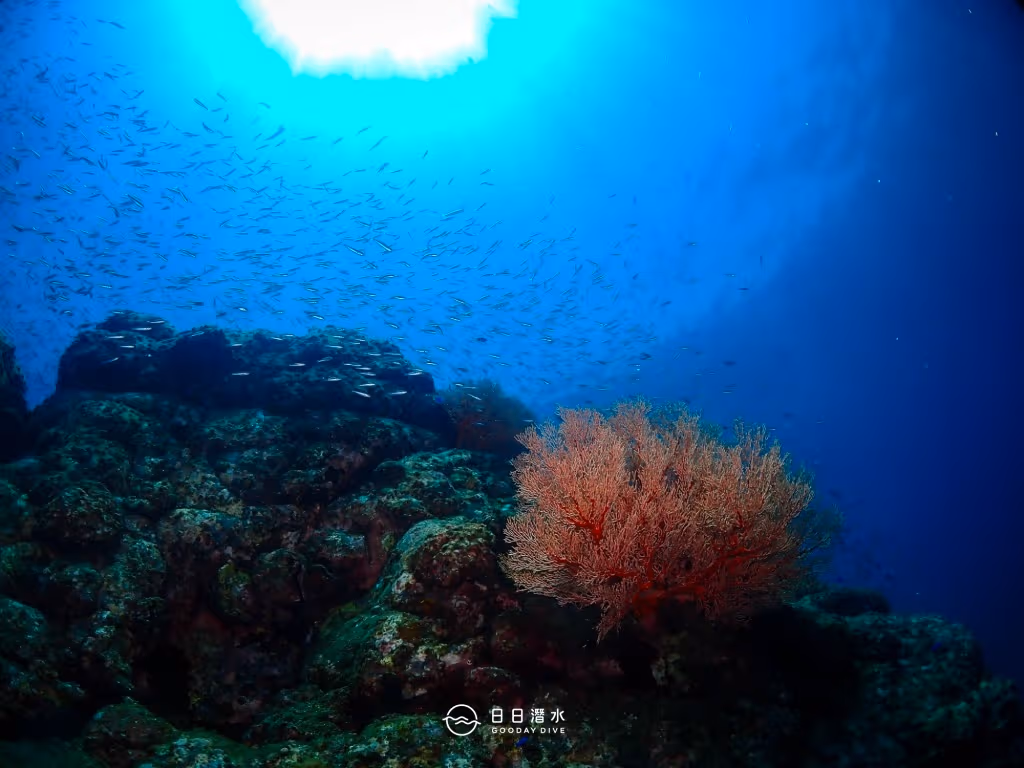 Intermediate Dive Site: T-Junction