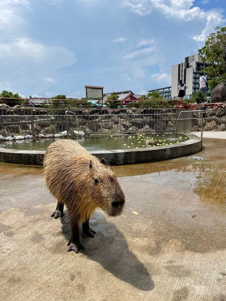 綠舞日式園區
