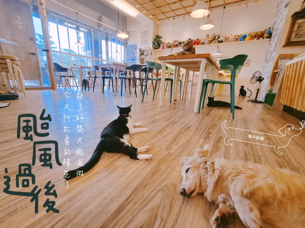 高雄貓咪咖啡廳推薦-勘熟所