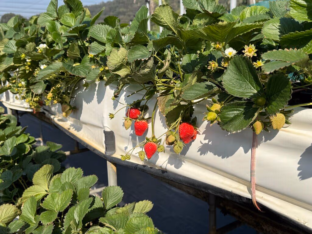Shichizen Strawberry Farm