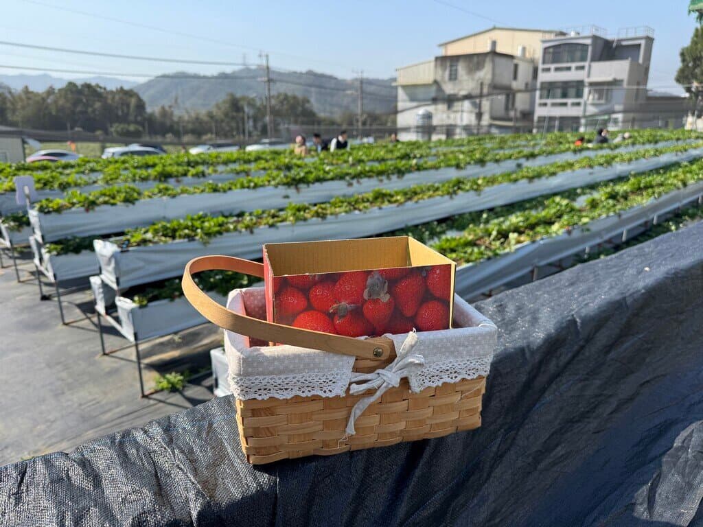 新竹採草莓_Yilu Happy 關西高架草莓園_2026-01-11_3