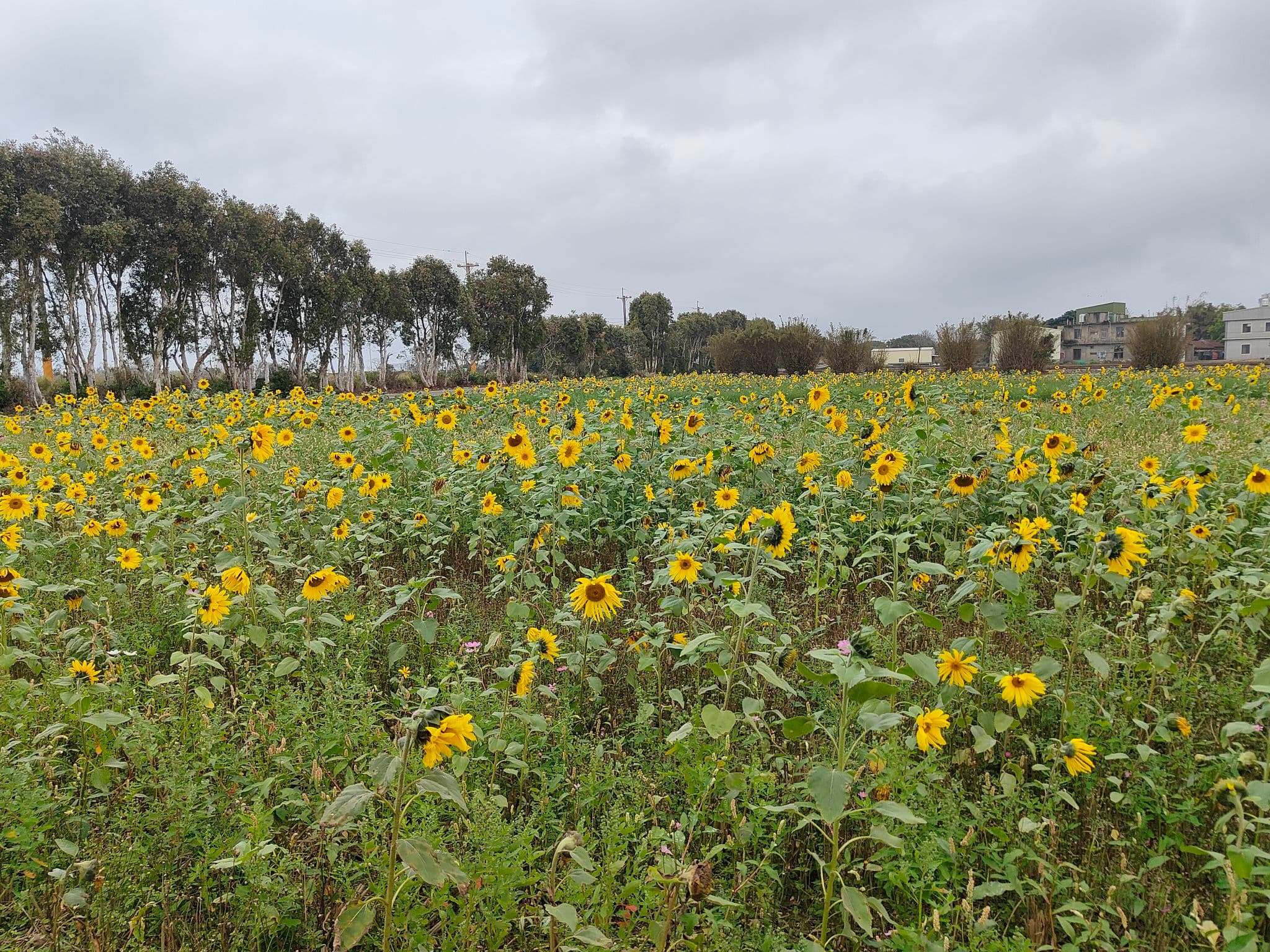Sunflower Field Experience: A Slice of Rural Scenery
