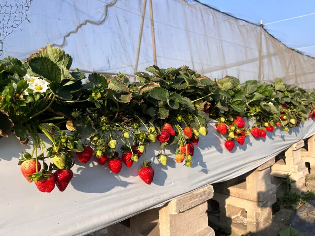 雲林採草莓推薦 福家草莓果園