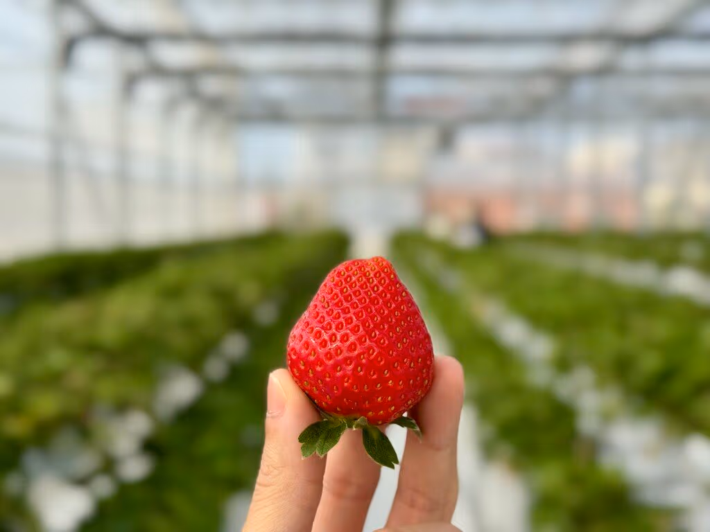 東方草莓園評價|高雄湖內大規模溫室草莓體驗,還能自採十多種蔬果