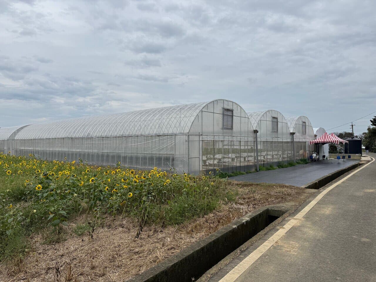 Strawberry farms are a rare sight along the coast, and the open field views are wonderfully relaxing.