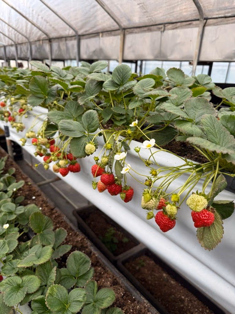 Strawberry Garden Leisure Farm Review|Pick strawberries and enjoy strawberry pizza at this Neihu farm