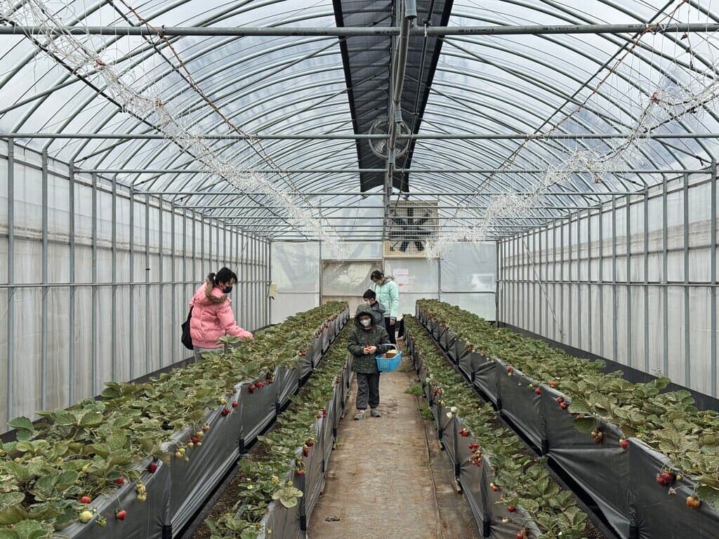 桃園採草莓_草本誠食丹參-草莓研究院_2026-02-01_4