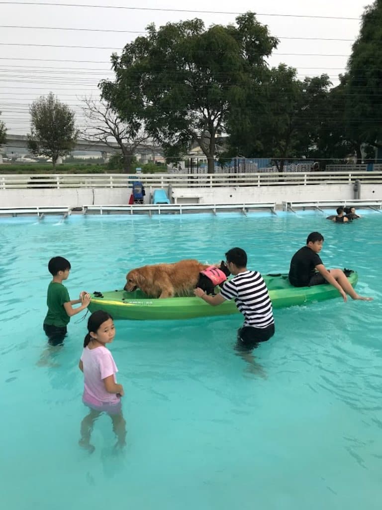台中寵物樂園推薦 GoGo WaterWorld 狗狗水世界4