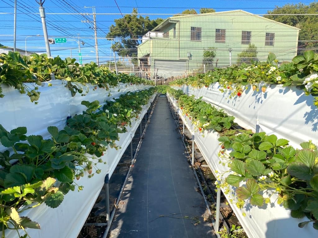 台中採草莓推薦 天香草莓園3
