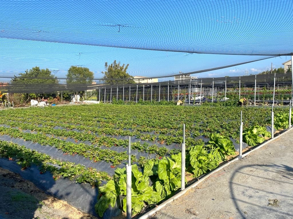 台中採草莓推薦 天香草莓園4