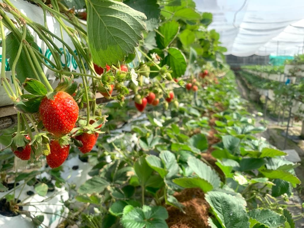 台中採草莓推薦 紅森林高架草莓園2