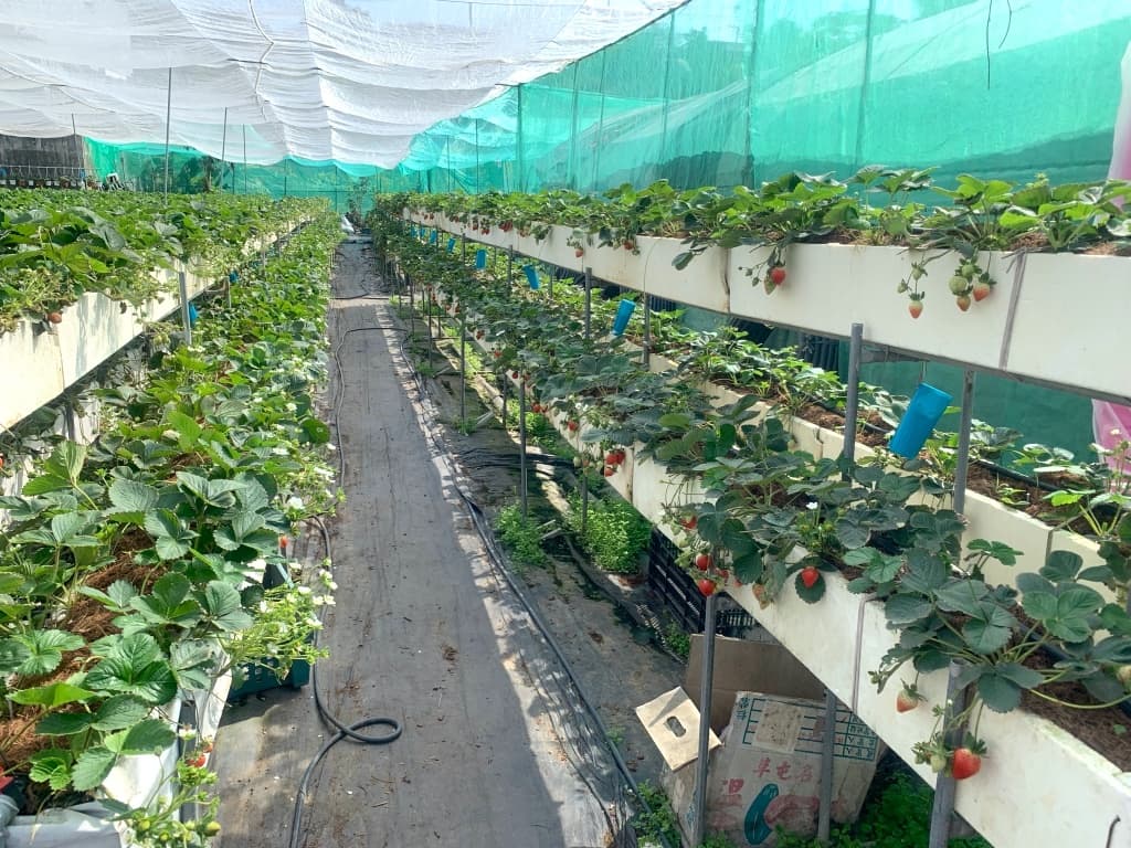 台中採草莓推薦 紅森林高架草莓園3