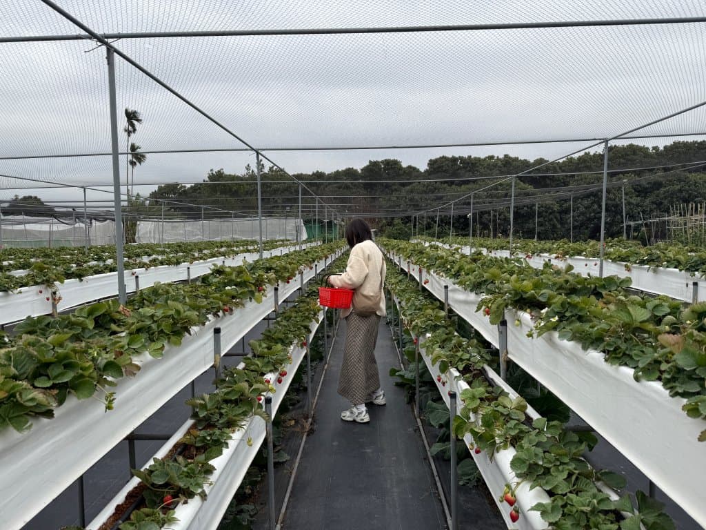 台中採草莓推薦 大雅草莓園2