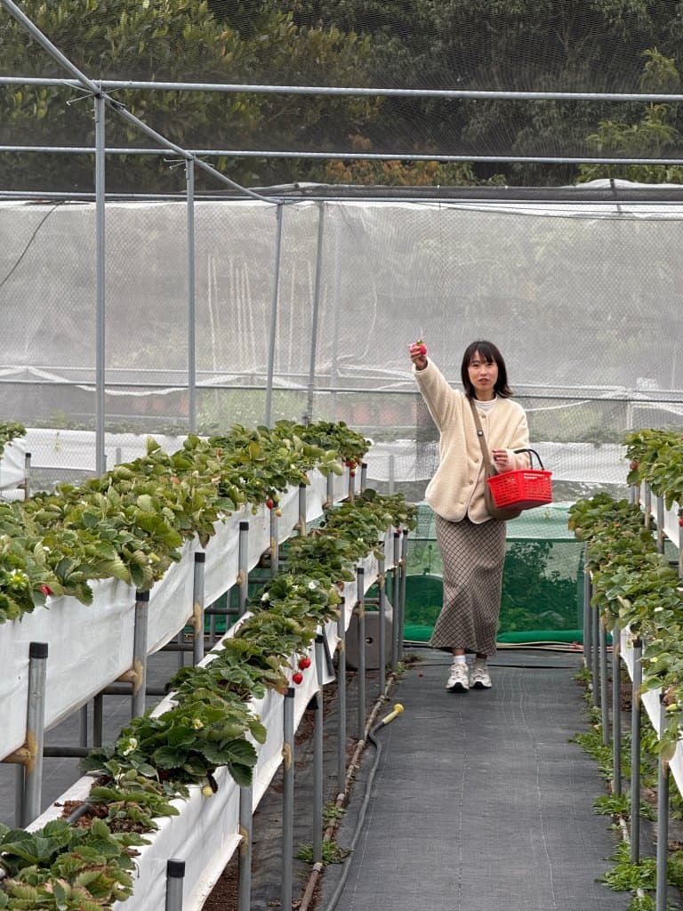 台中採草莓推薦 大雅草莓園3