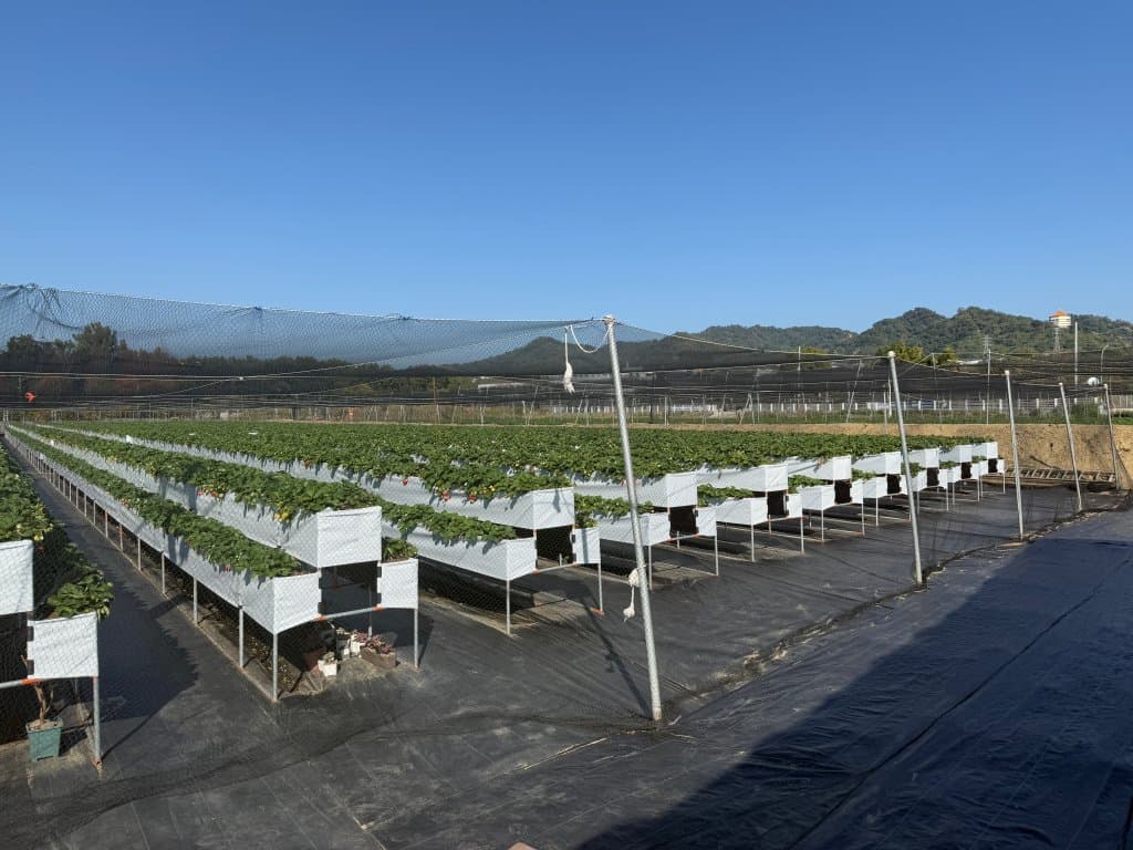台中採草莓推薦 福德爺草莓園
