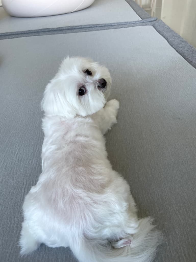 台中寵物美容推薦 夢想寵物美容4
