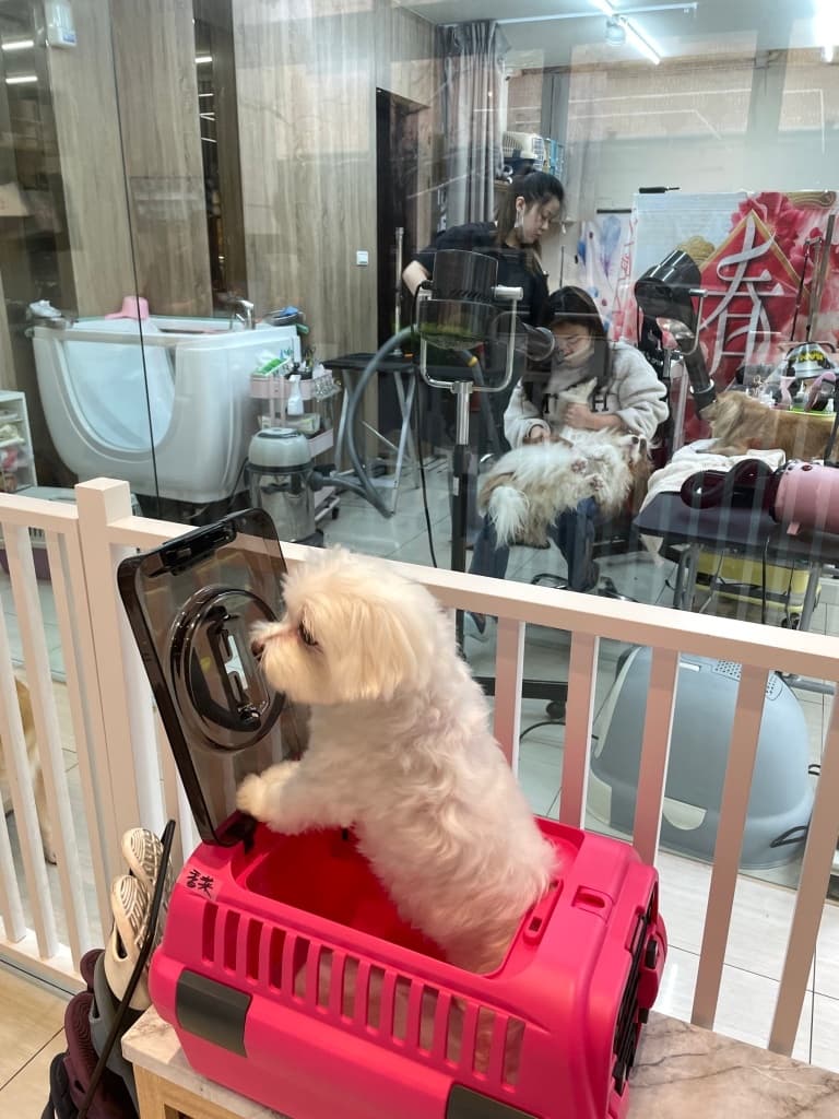 台中寵物美容推薦 寵曖貓狗生活館4