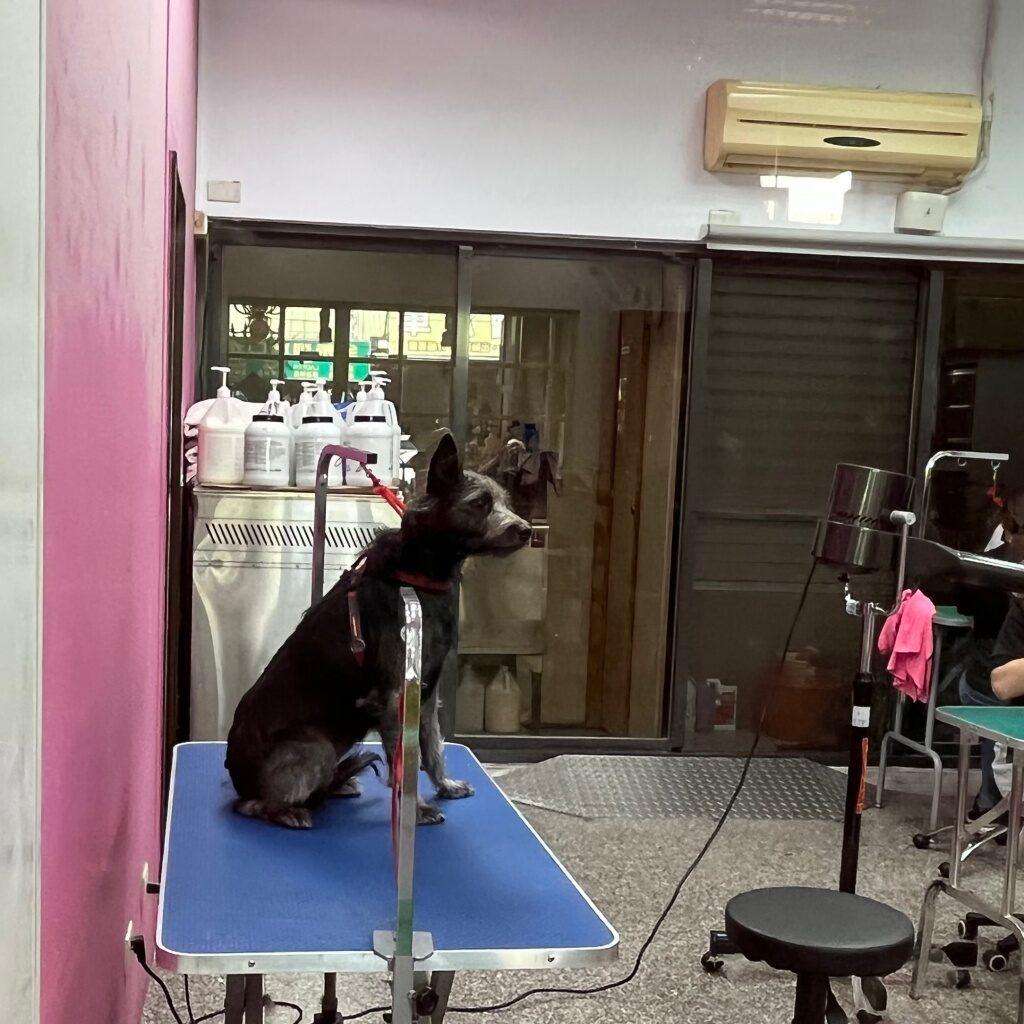 台中寵物美容推薦 迪艾狗寵物造型沙龍3