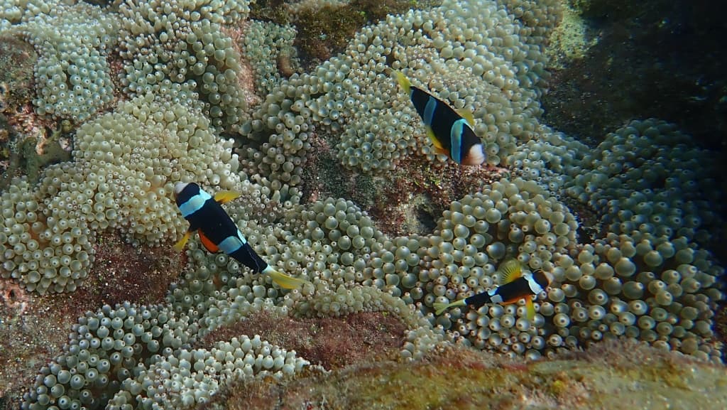 澎湖潛水推薦 海洋途徑2