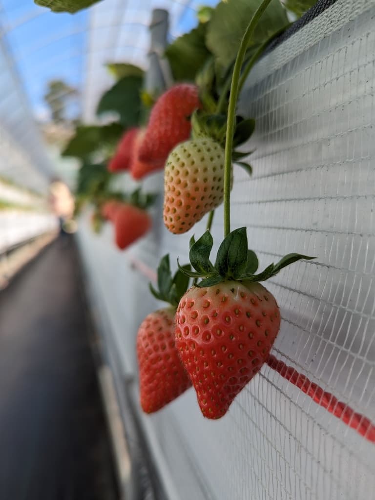 碧山草莓園