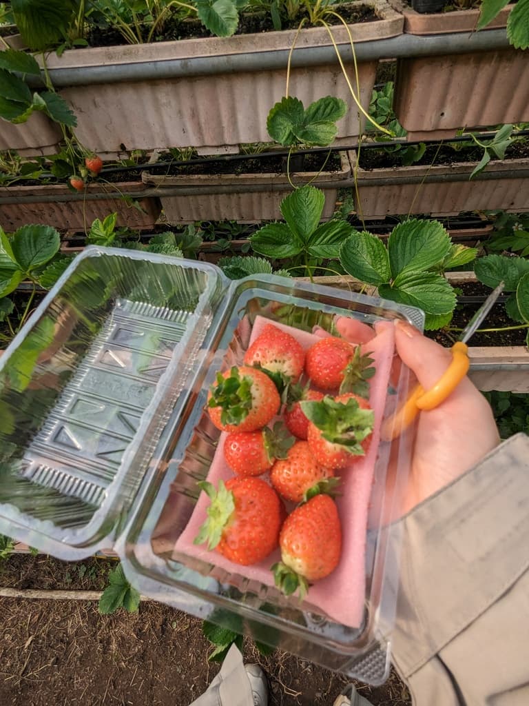 野草花果有機農場