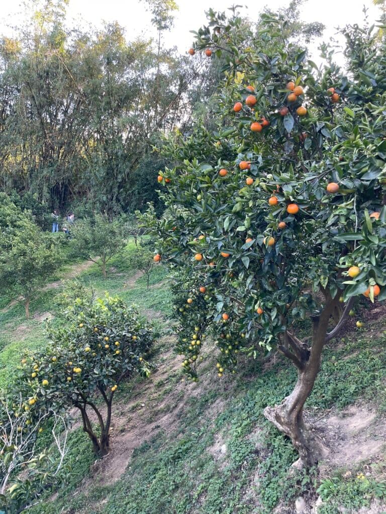新竹採橘子 文興觀光果園 06