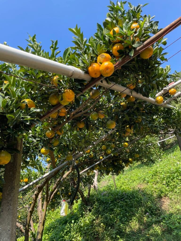 新竹採橘子 箭竹窩果園 01