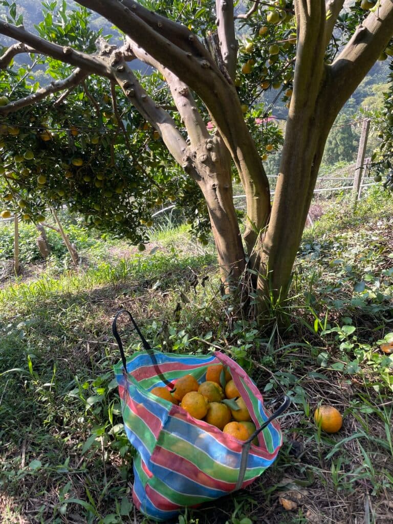 新竹採橘子 箭竹窩果園 02