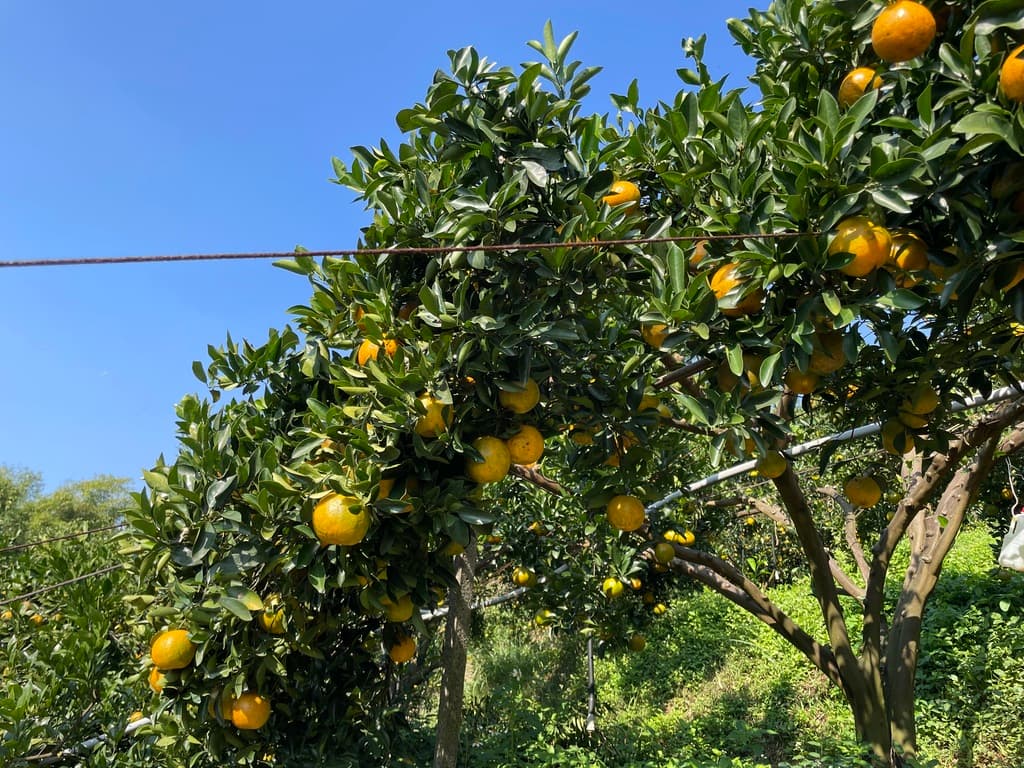 新竹採橘子 箭竹窩果園 05