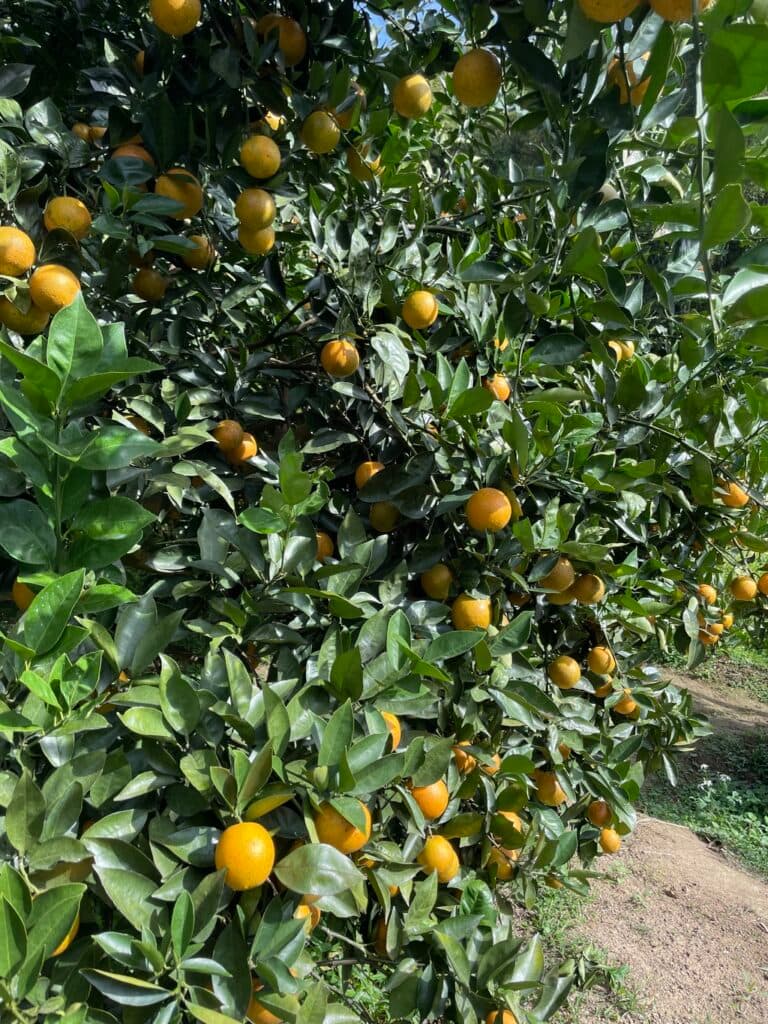 新竹採橘子 芎林吳老闆天王柑觀光果園 03