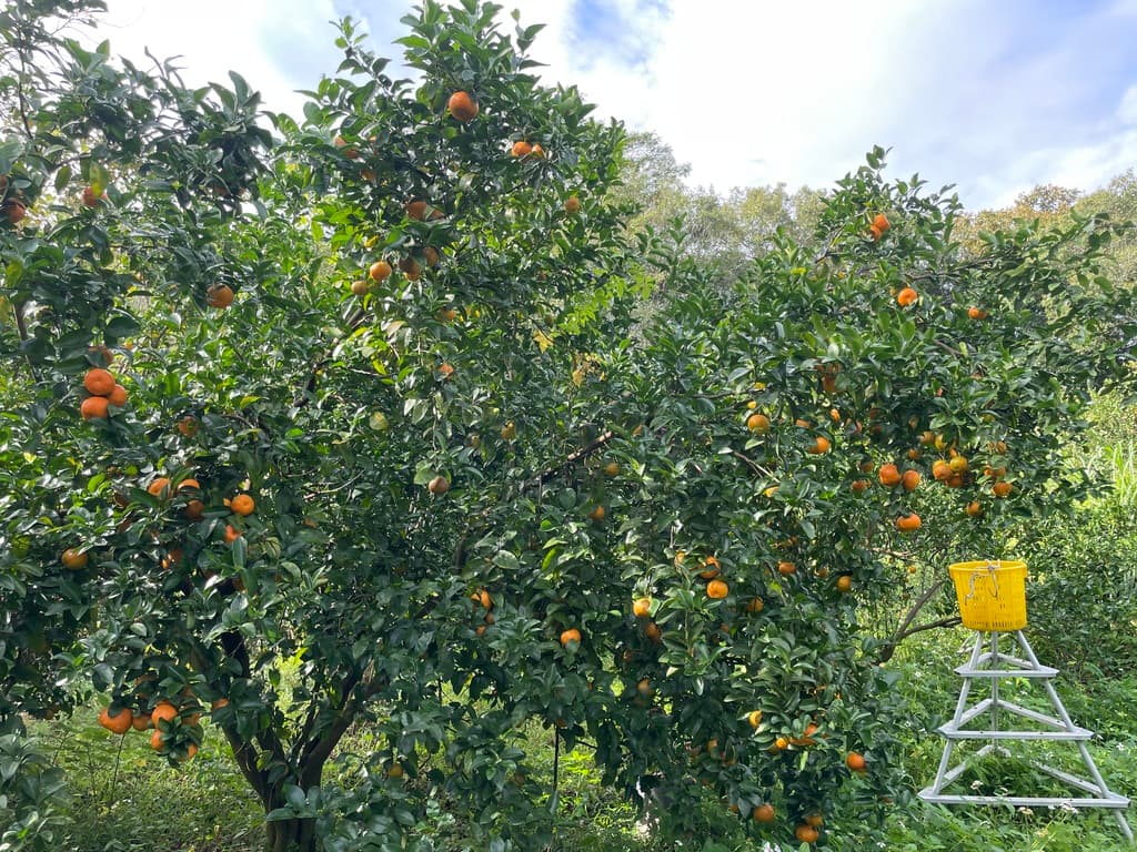 新竹採橘子 芎林吳老闆天王柑觀光果園 05